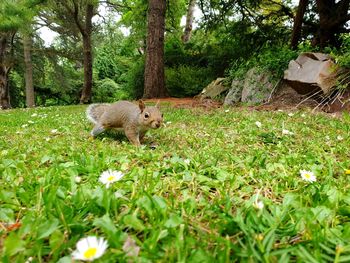 View of an animal on grassy field
