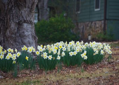 Close-up of yellow flowers blooming outdoors