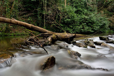 Scenic view of waterfall in forest