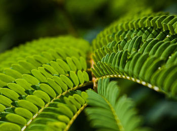 Close-up of fern leaves