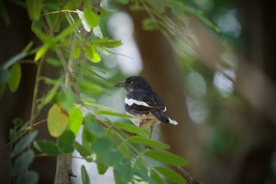 Close-up of bird perching on plant