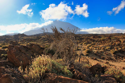 Plants growing on land against sky