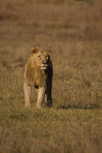 Full length of a cat on field