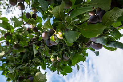 Low angle view of fruits growing on tree