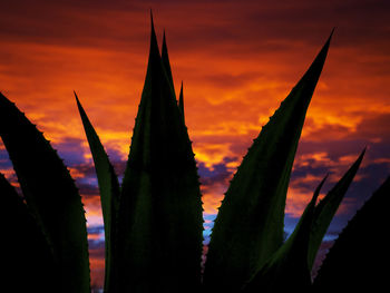 Close-up of plant against sky at sunset