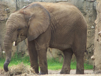 View of elephant in field