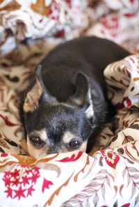 High angle view of chihuahua on bed at home