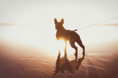Dog in sea against sky during sunset