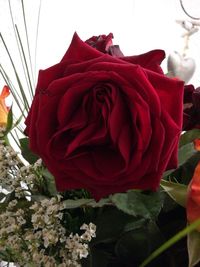 Close-up of red roses