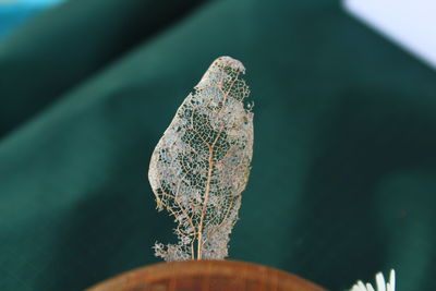 Close-up of butterfly on plant