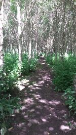 View of trees in forest