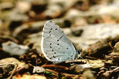 Close-up of butterfly on leaf