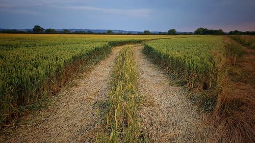 Scenic view of agricultural field against sky