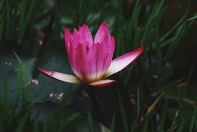 Close-up of pink water lily in pond