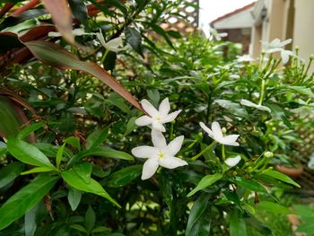 Close-up of white flowering plant