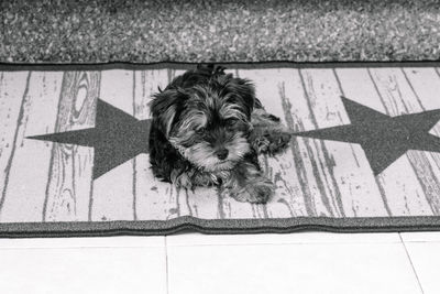 High angle portrait of dog on floor