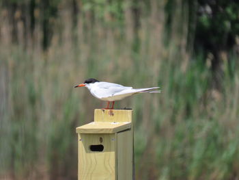 Bird perching on wooden post