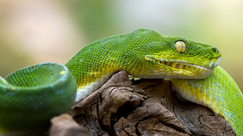 Close-up of lizard