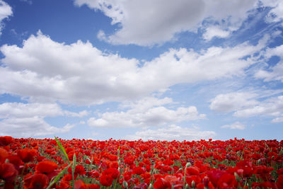 Red poppies blooming on field against sky