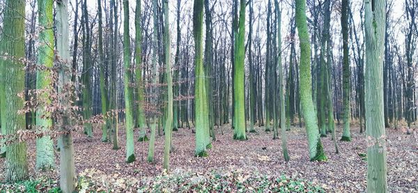 Panoramic shot of trees growing in forest