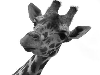 Close-up of giraffe