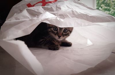 Portrait of cat relaxing on bed