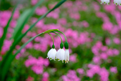 Close-up of snowdrops blooming outdoors