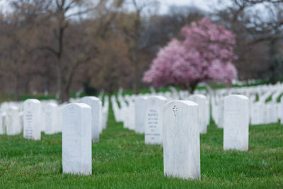 Tombstones in cemetery