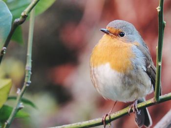 Close-up of bird perching outdoors