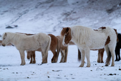 Iceland horse, equus caballus, traditional horse from the icelandic island