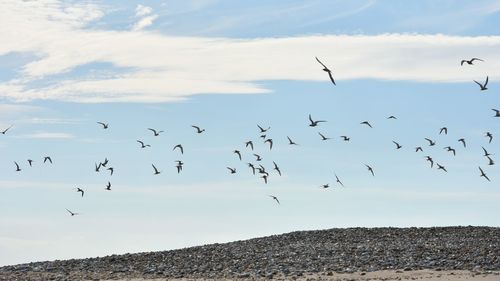 Low angle view of birds flying against sky