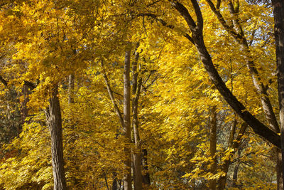Low angle view of autumnal trees