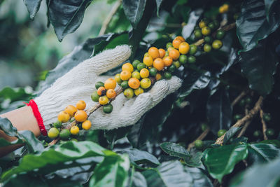 Close-up of fruits growing on tree