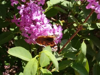 Close-up of butterfly pollinating on purple flower