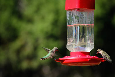 Close-up of hummingbirds on bird feeder
