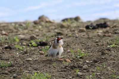 View of goldfinch with feather near water