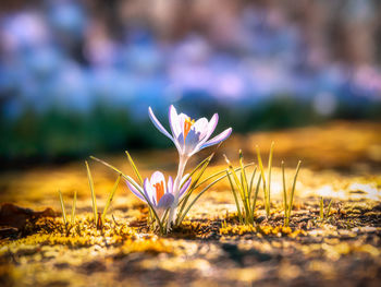 Close-up of plants growing on field