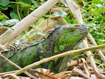 Close-up of lizard on plants