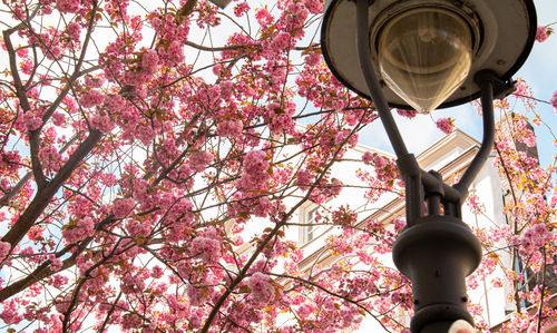 Low angle view of street light by cherry blossom