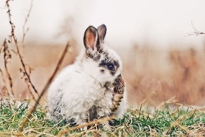 View of a rabbit on field