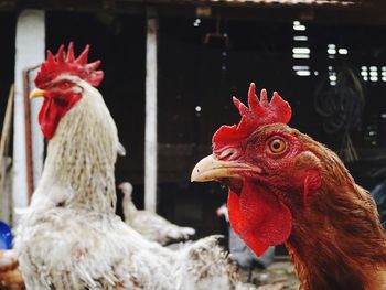 Close-up of an animal