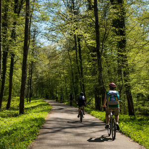 People riding bicycles on road amidst trees in forest