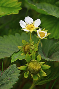 Close-up of white flowers blooming outdoors