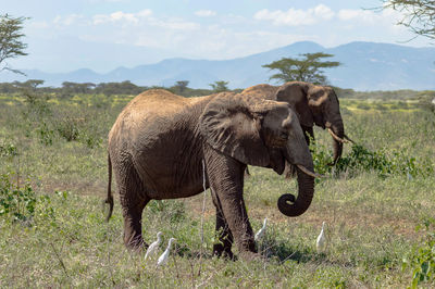 Two elephants in samburu park busy taking a bath of pyres in central kenya