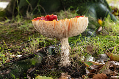 Close-up of agaric mushroom growing on field