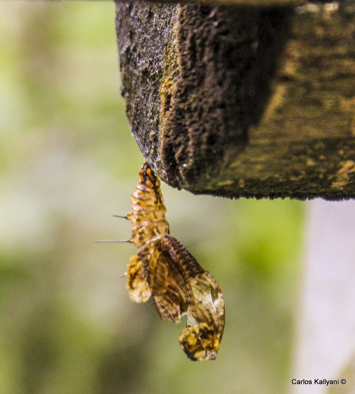 insect, animal themes, animals in the wild, one animal, nature, close-up, no people, focus on foreground, beauty in nature, day, animal wildlife, outdoors