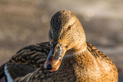 Close-up of duck