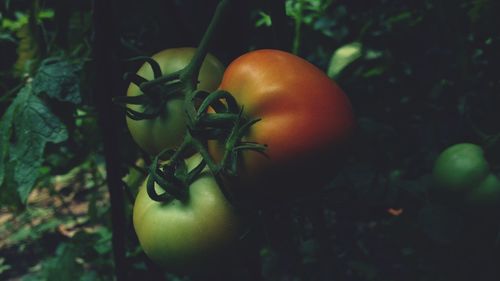 Close-up of tomatoes growing on plant