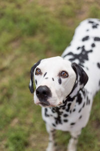 High angle view of dalmatian dog standing on field