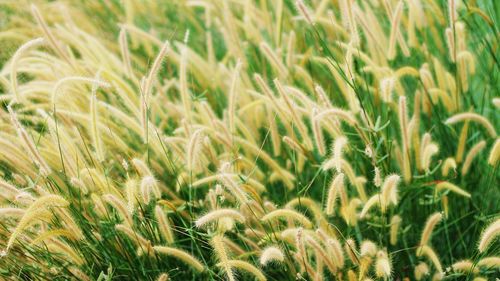 Close-up of stalks in field